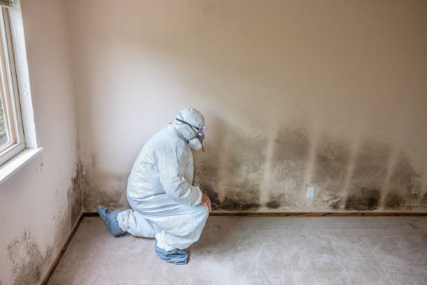 Best Mold Removal for HVAC Installations  in Cumberland Center, ME