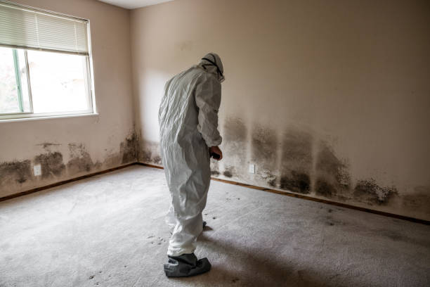 Best Attic Mold Removal  in Cumberland Center, ME